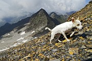 67 Stelina in perlustrazione...alle spalle la Cima di Trobio (2868 m)